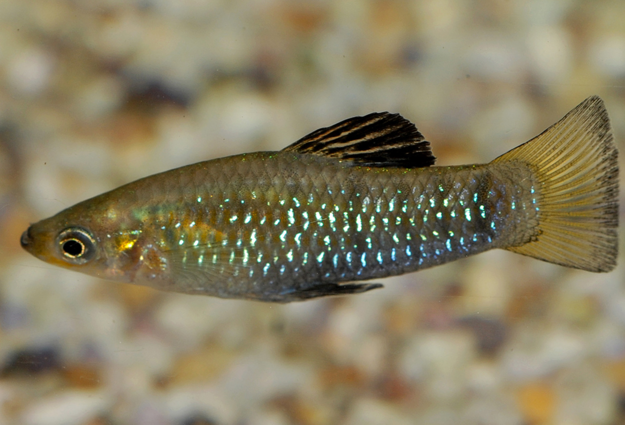 Foto på fisken Limia perugiae