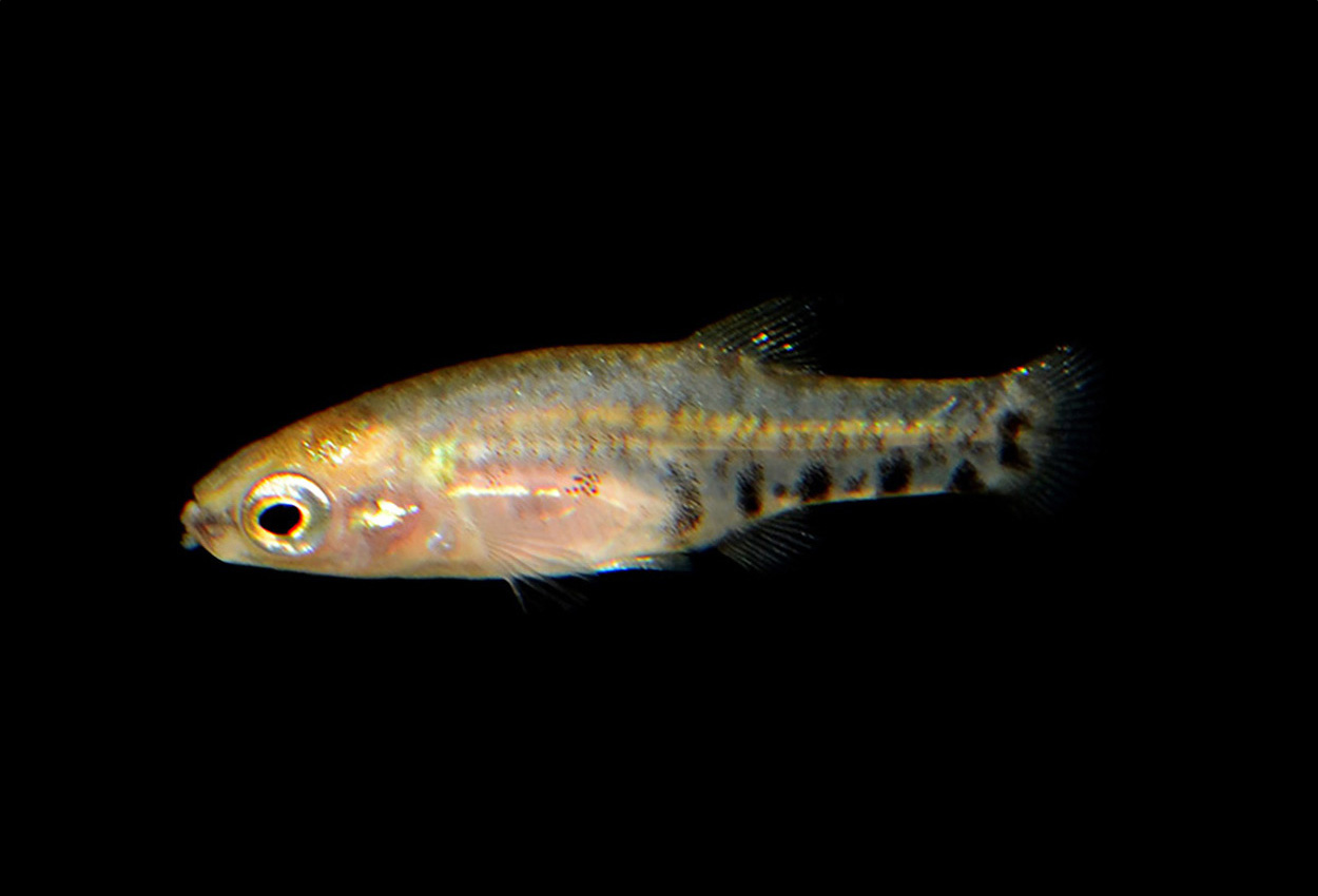 Foto på fisken Zoogoneticus quitzeoensis