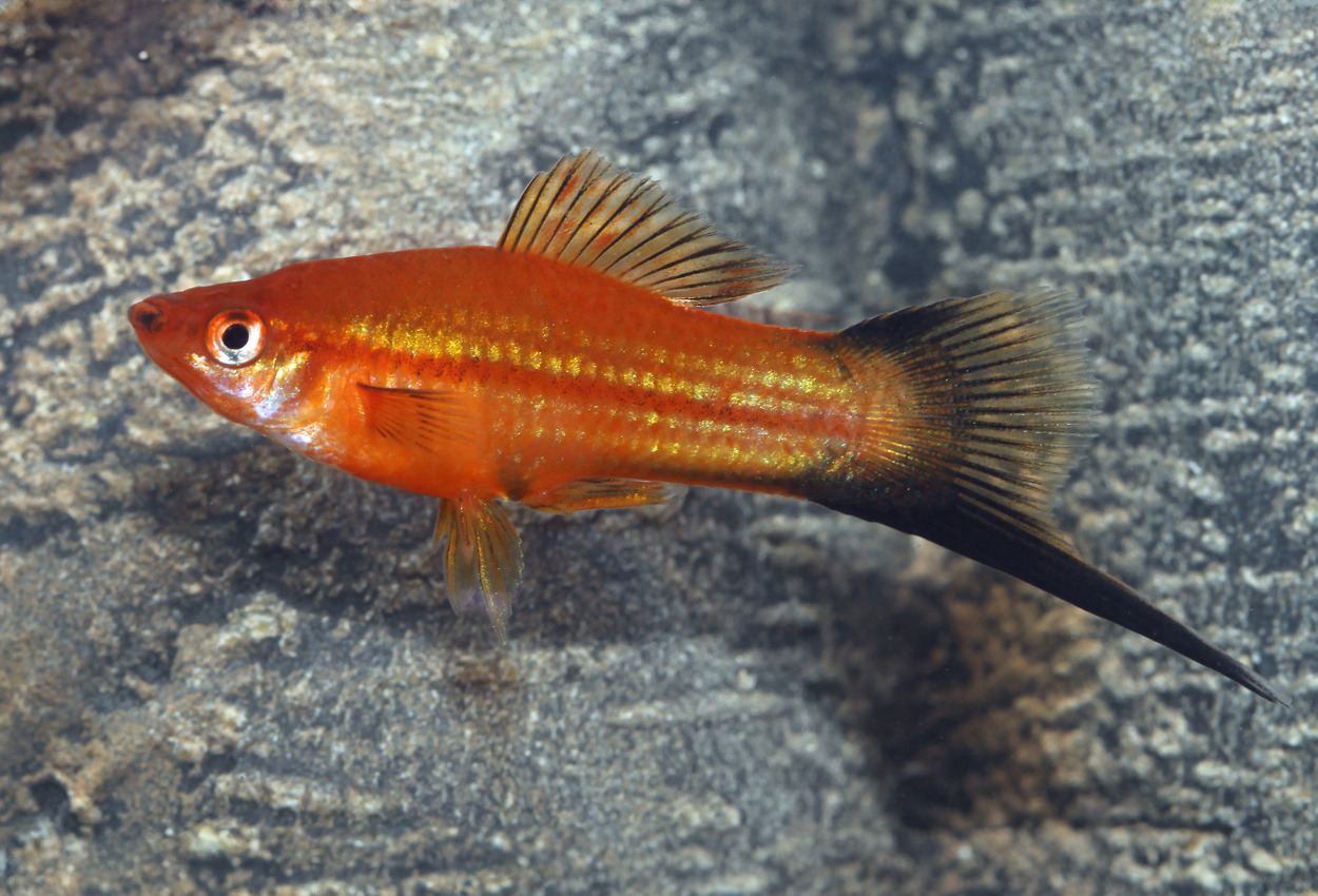 Foto på fisken Xiphophorus hellerii