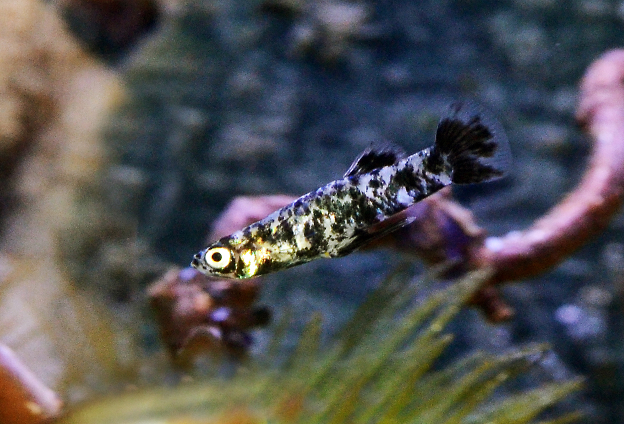 Foto på fisken Gambusia holbrooki