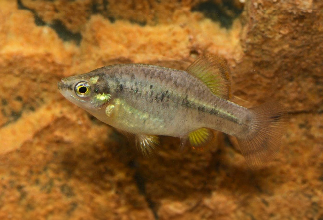 Foto på fisken Zoogoneticus purhepechus 