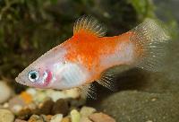 Red top silver platy