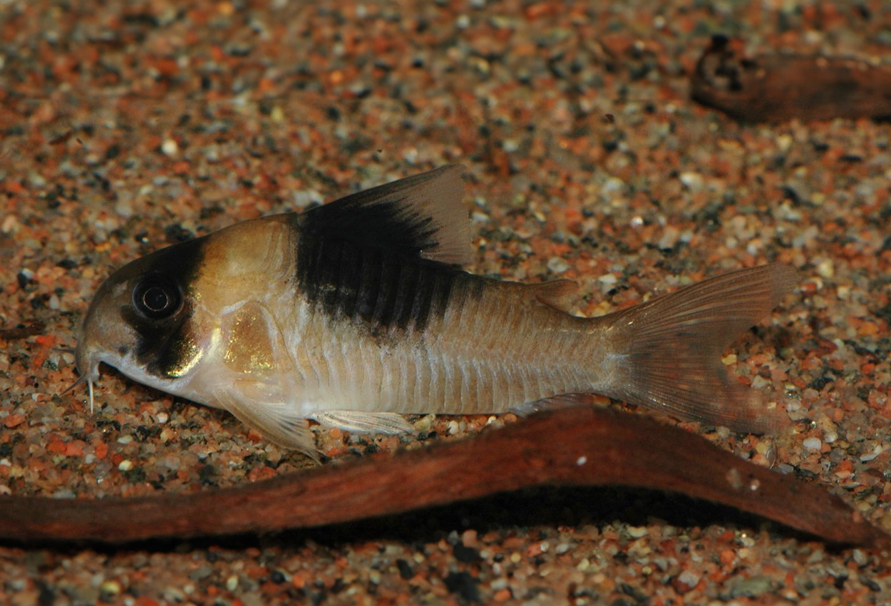Foto på fisken Corydoras sp. 'CW051'