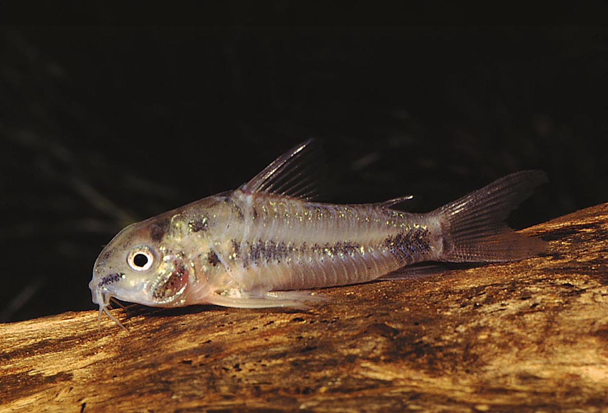 Foto på fisken Corydoras habrosus