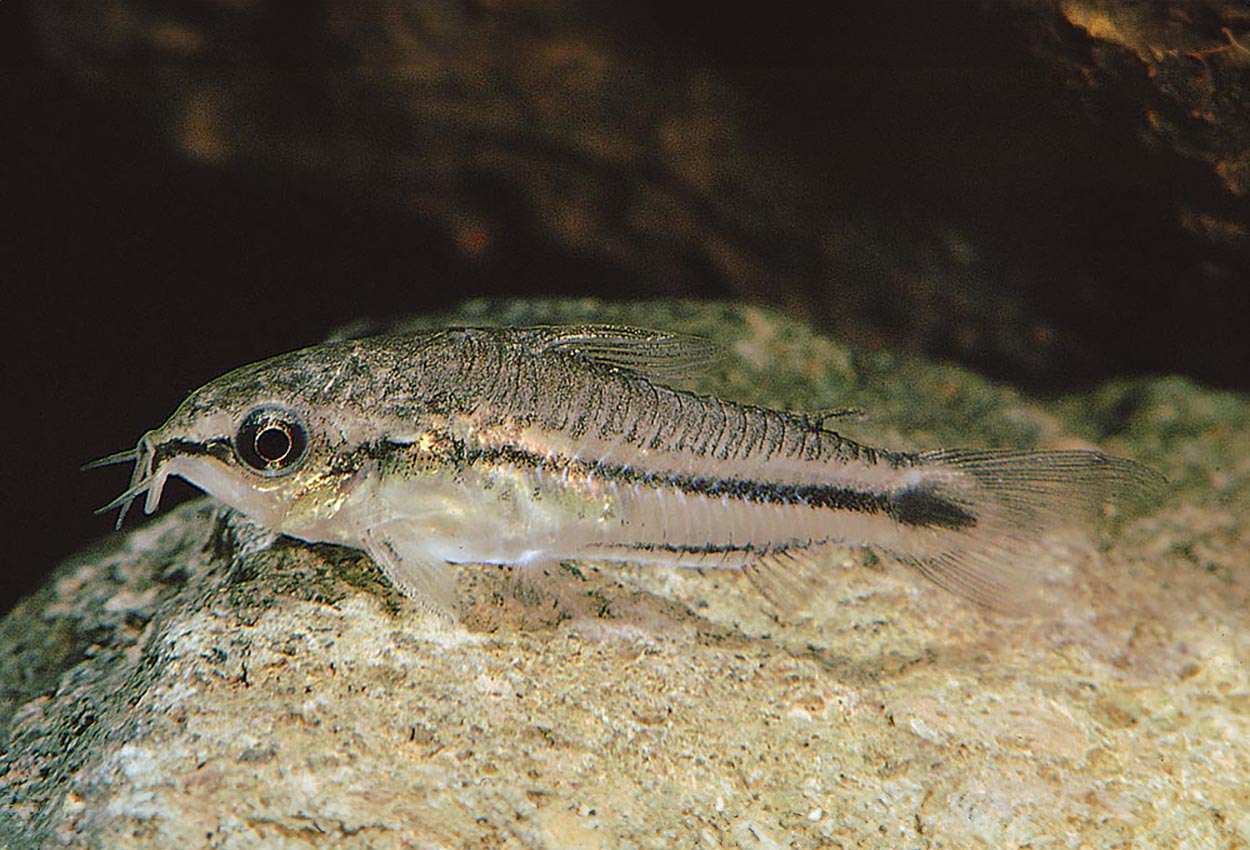 Foto på fisken Corydoras pygmaeus