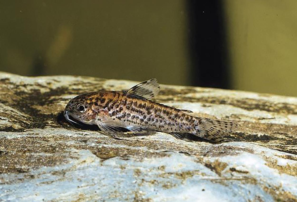 Foto på fisken Aspidoras pauciradiatus