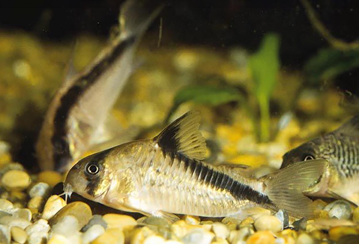 Foto på fisken Corydoras melini