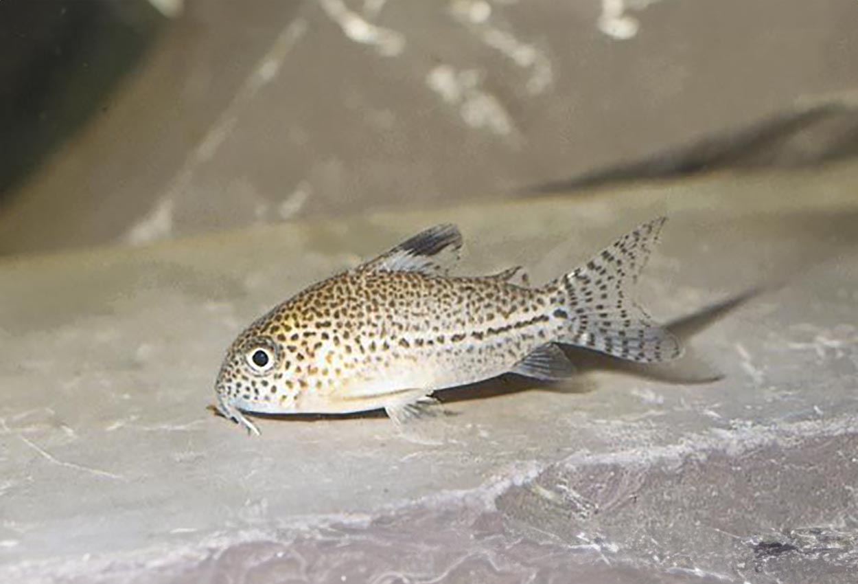 Foto på fisken Corydoras julii