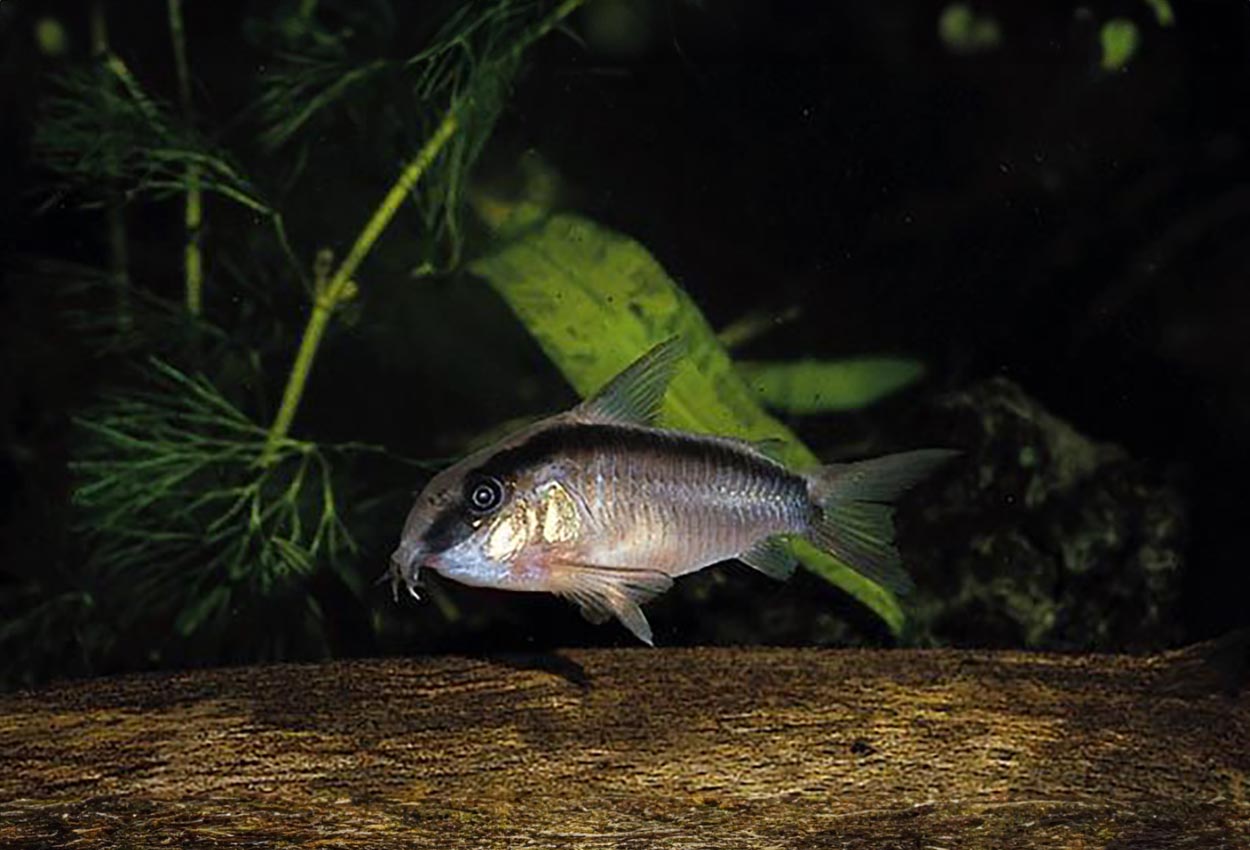 Foto på fisken Corydoras arcuatus