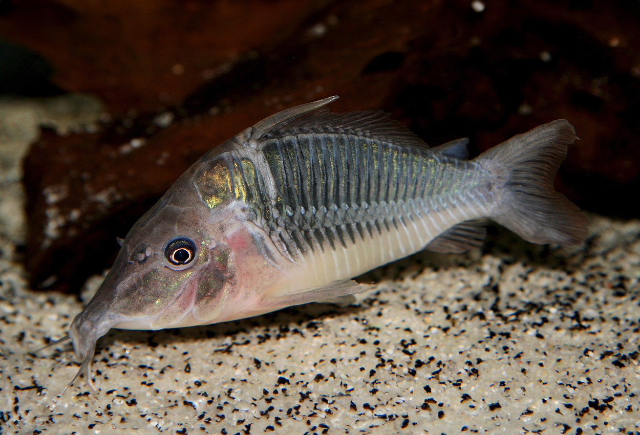 Foto på fisken Corydoras multiradiatus