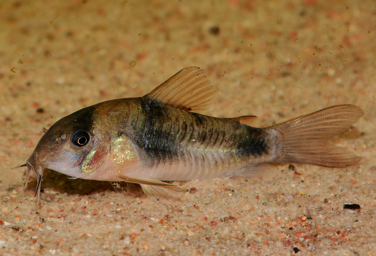 Foto på fisken Corydoras ehrhardti