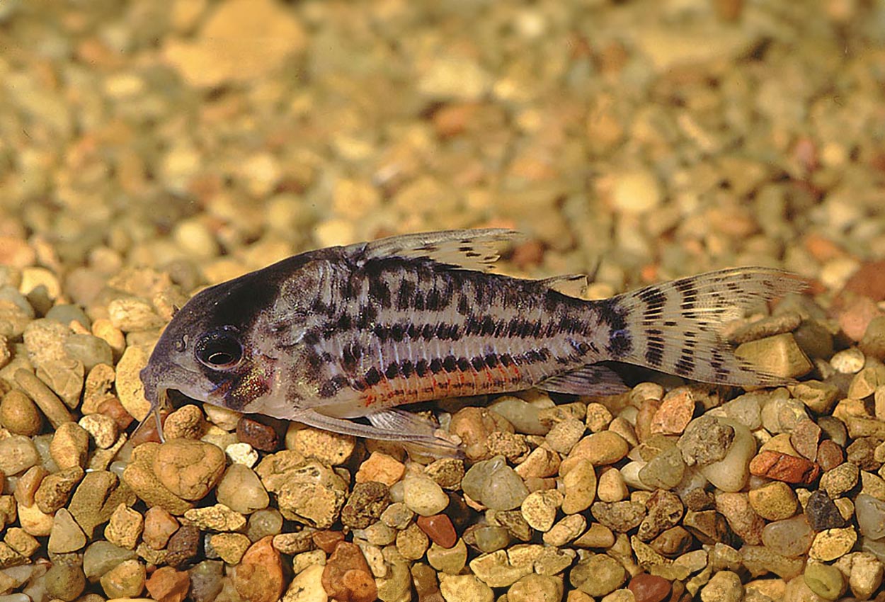 Foto på fisken Corydoras schwartzi