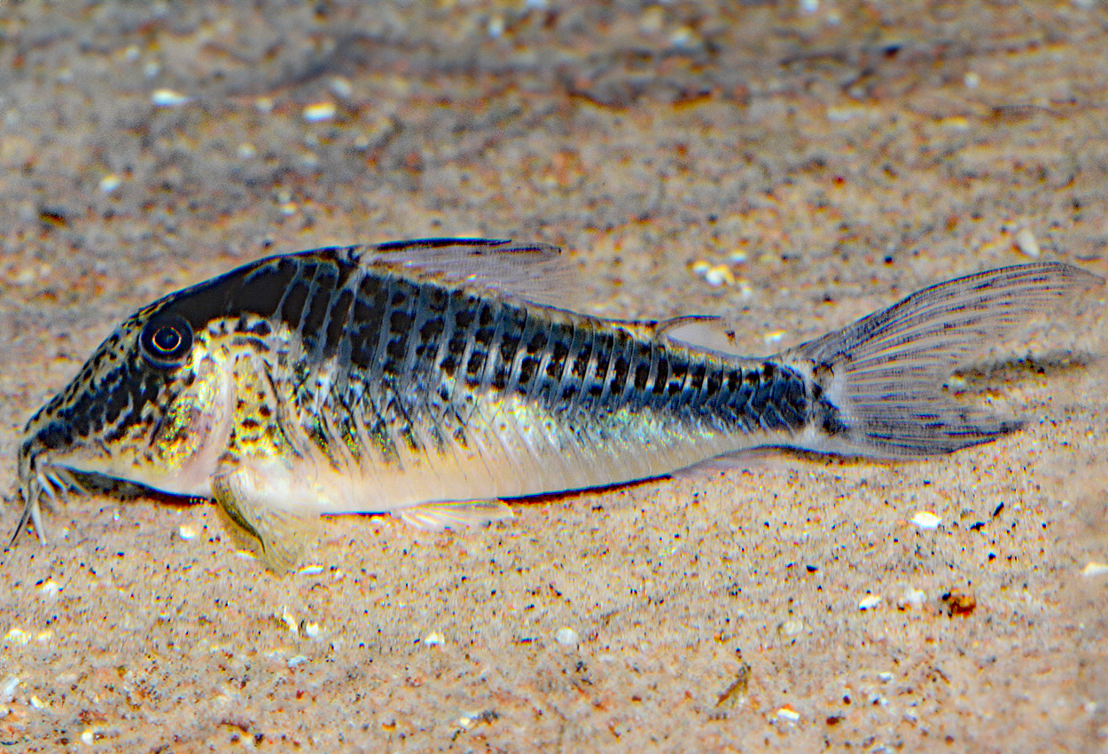 Foto på fisken Corydoras fowleri
