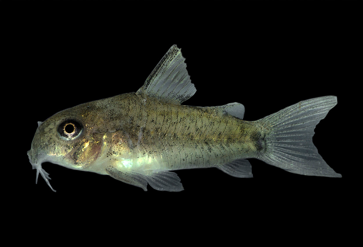 Foto på fisken Corydoras osteocarus