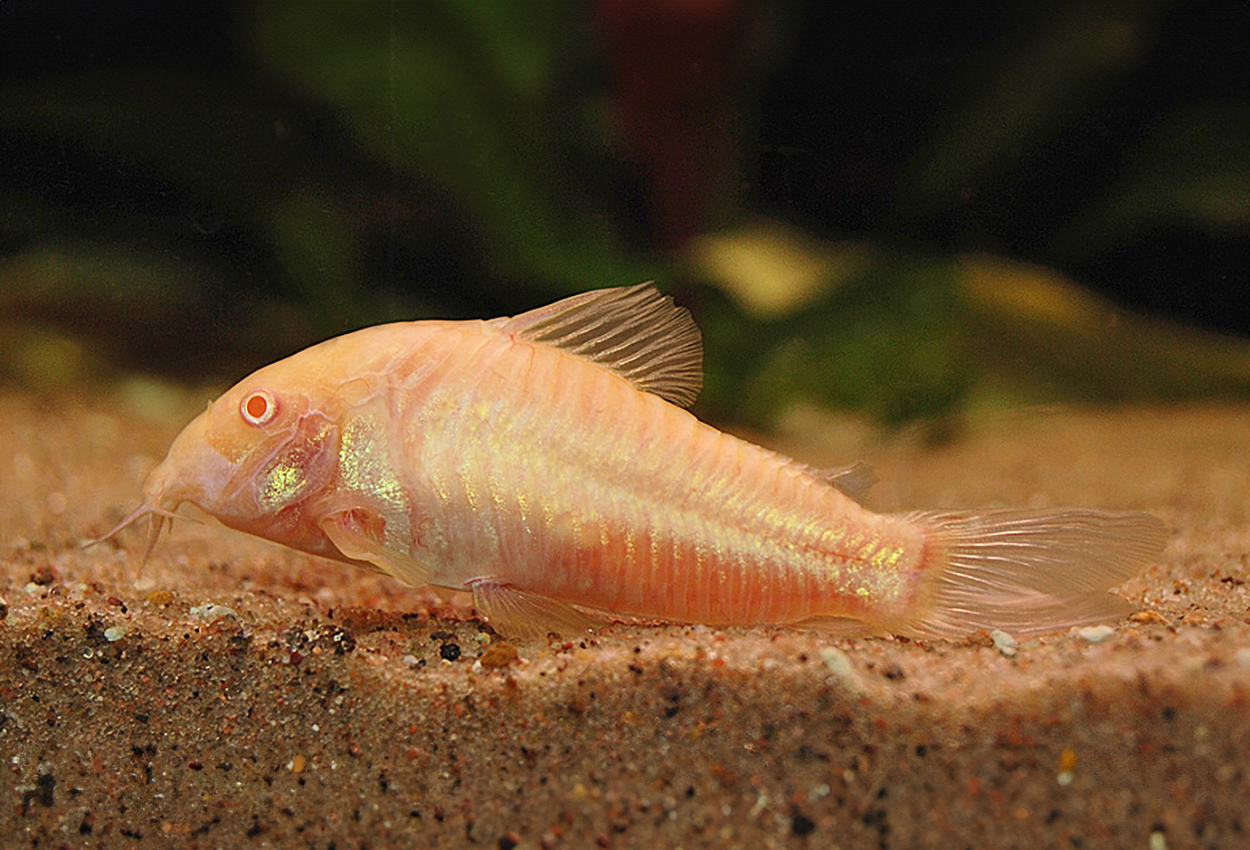 Foto på fisken Corydoras aeneus,  'albino'