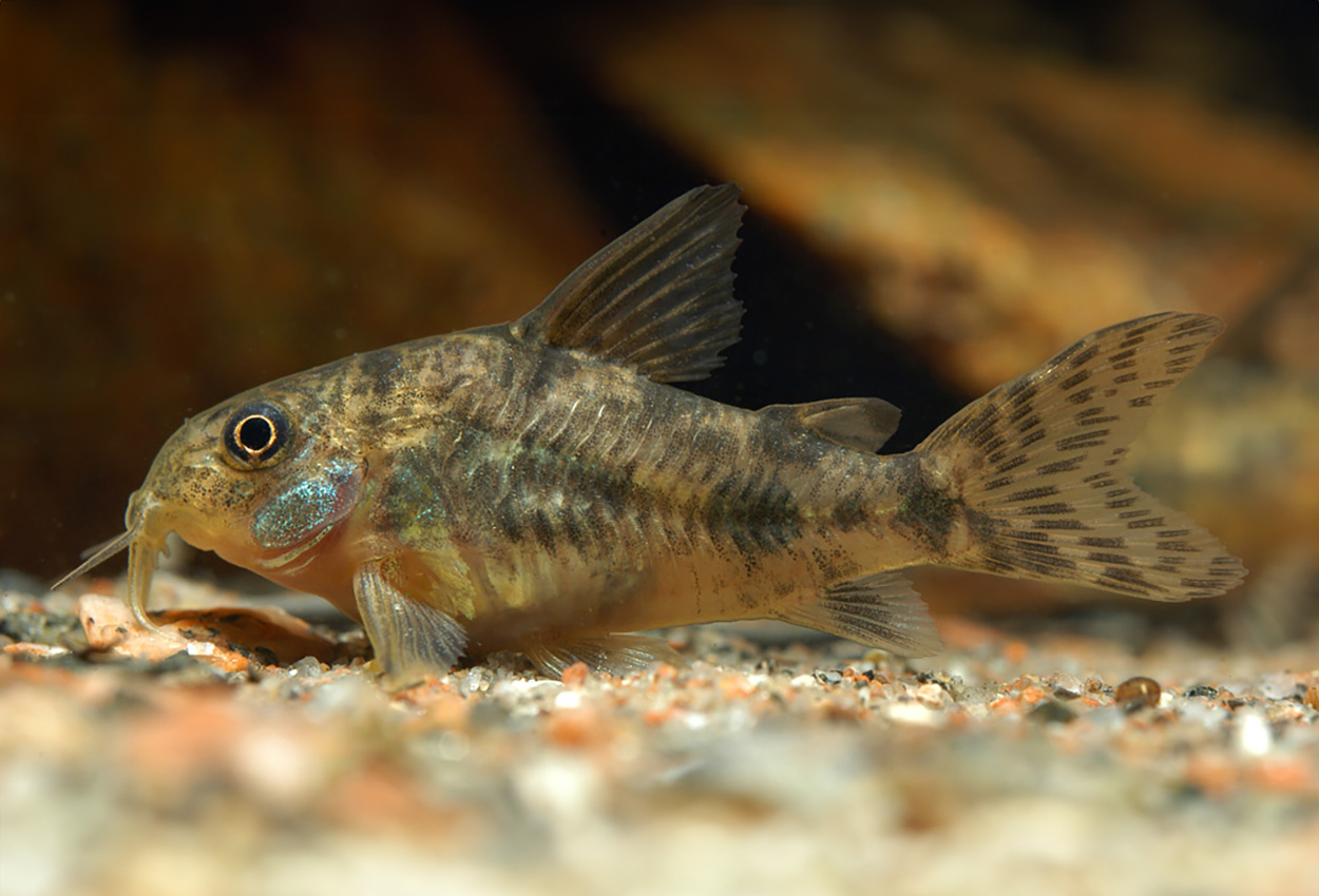 Foto på fisken Corydoras paleatus