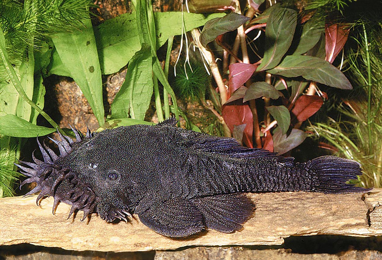 Foto på fisken Ancistrus ranunculus