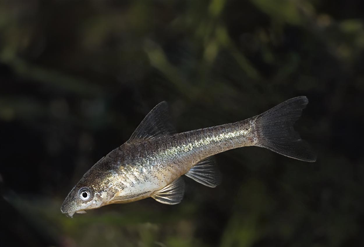 Foto på fisken Otocinclus affinis