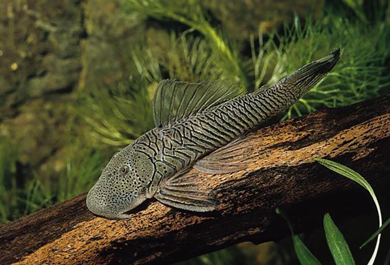 Foto på fisken Chaetostoma tachiraense