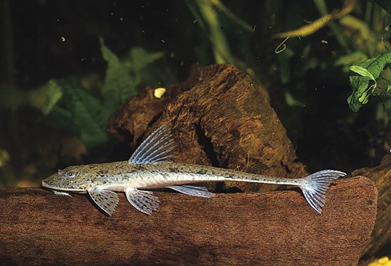 Foto på fisken Loricariichthtys platymetopon