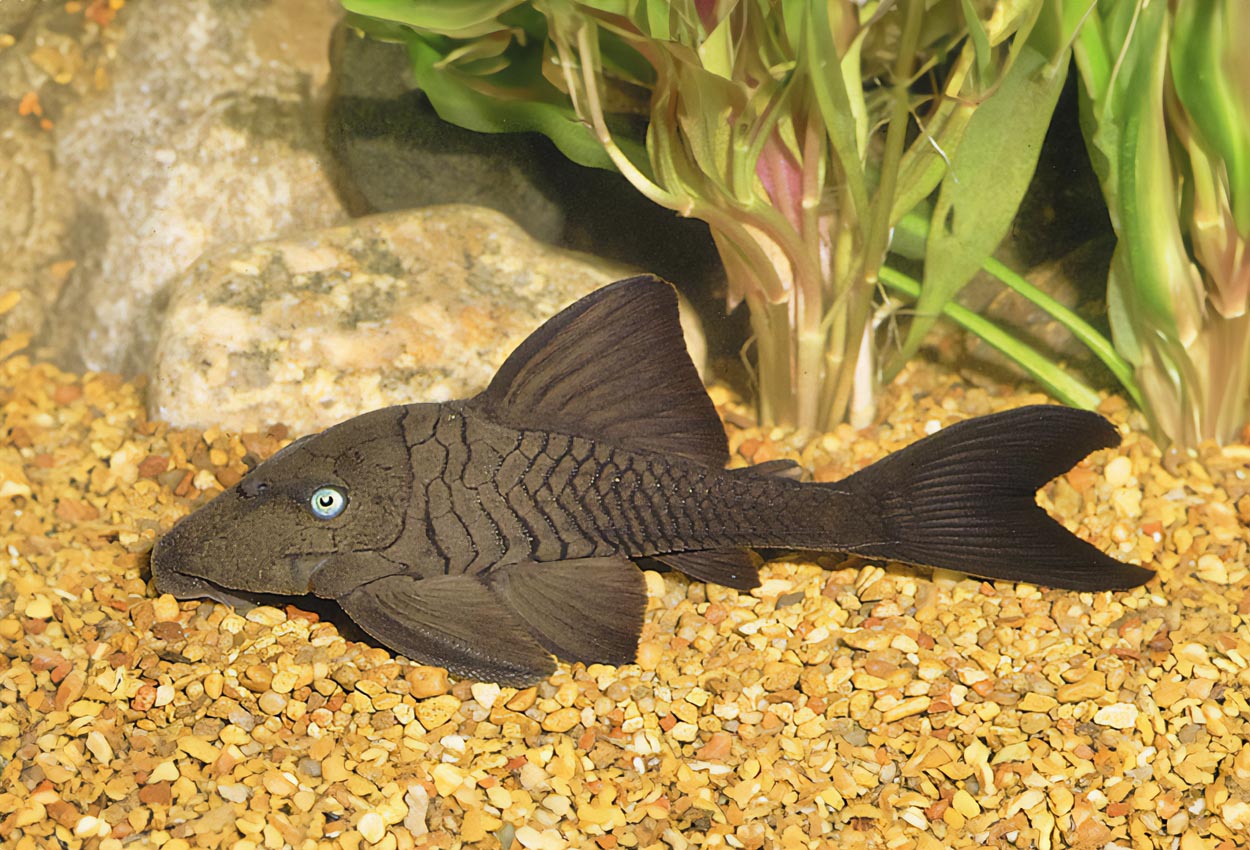 Foto på fisken Panaque cochliodon