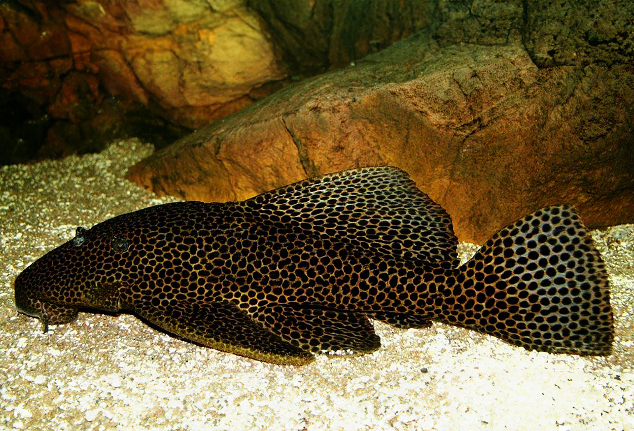 Foto på fisken Megalancistrus parananus