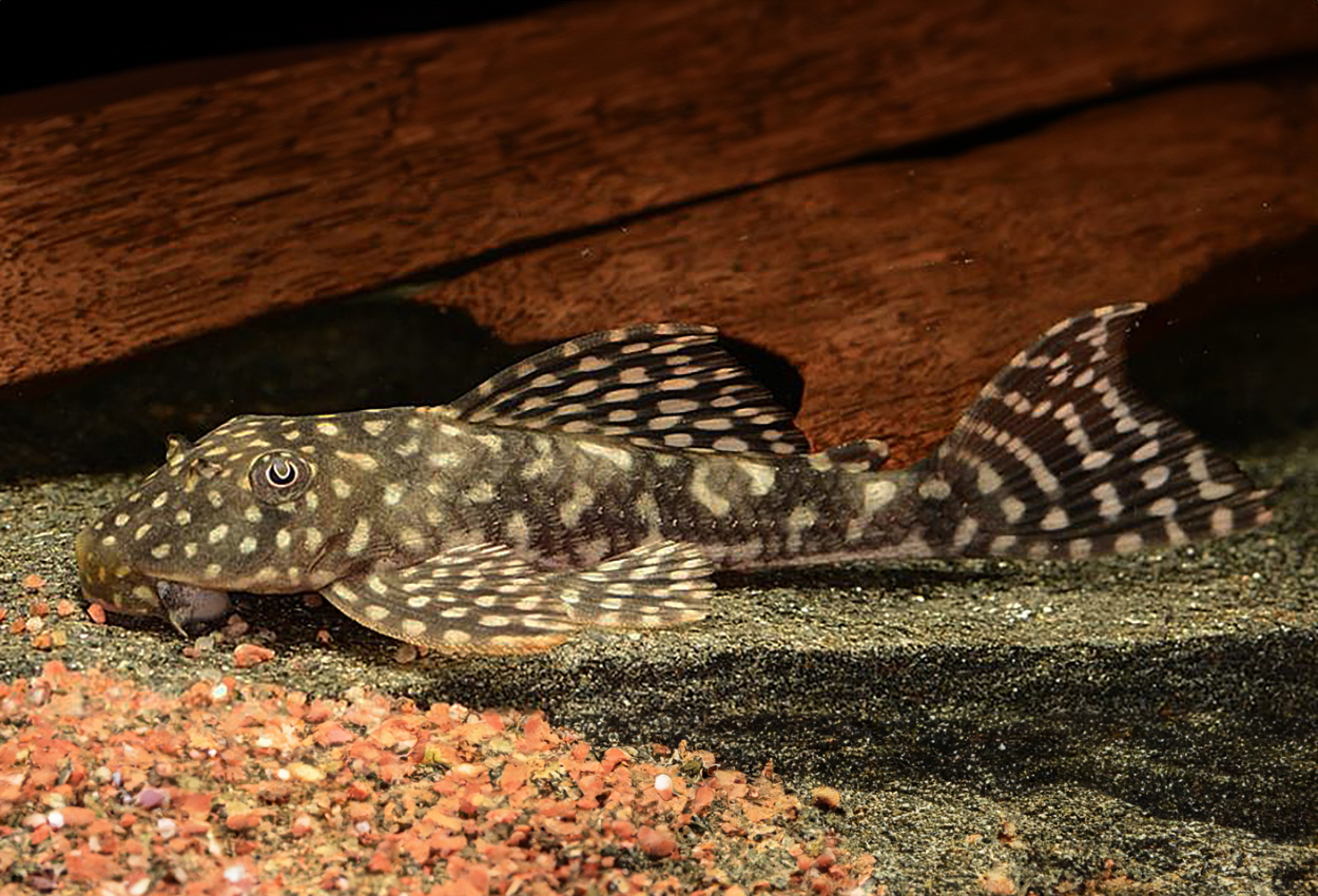 Foto på fisken Hypostomus sertanejo