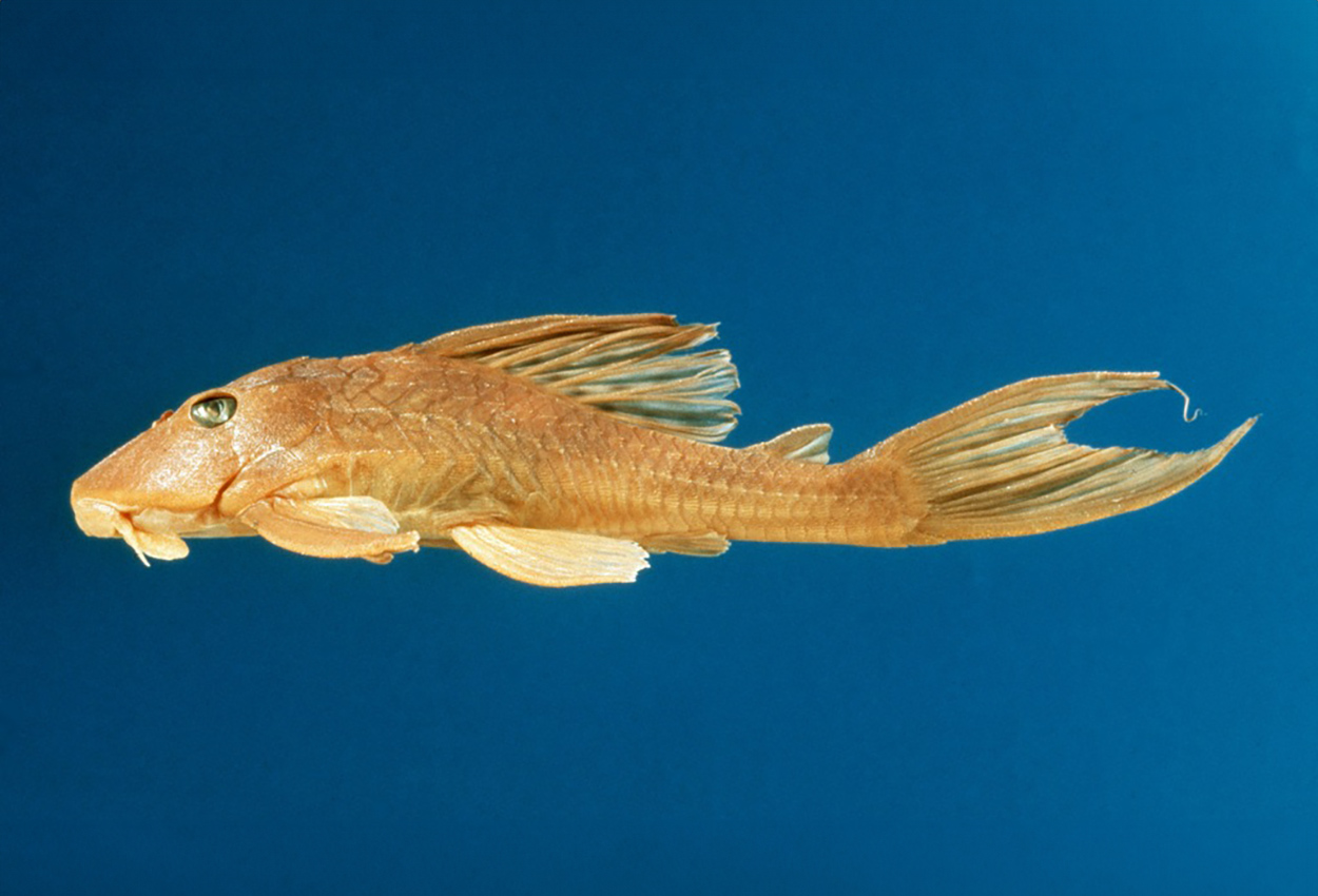 Foto på fisken Hypostomus plecostomus
