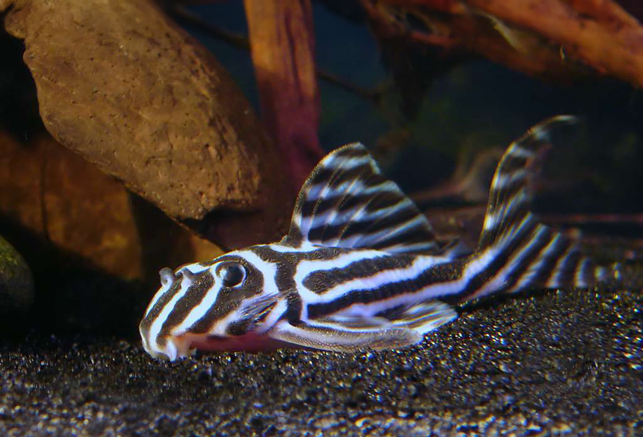 Foto på fisken Hypancistrus zebra