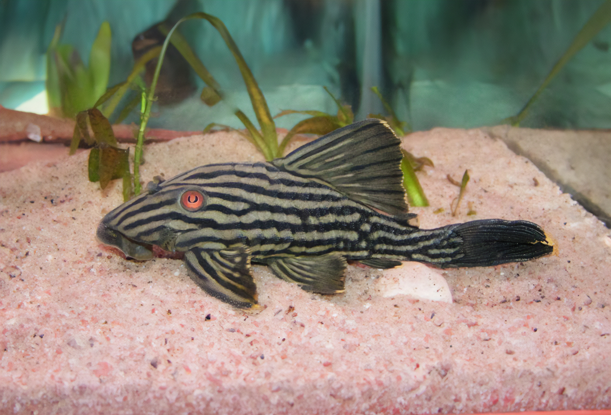 Foto på fisken Panaque nigrolineatus