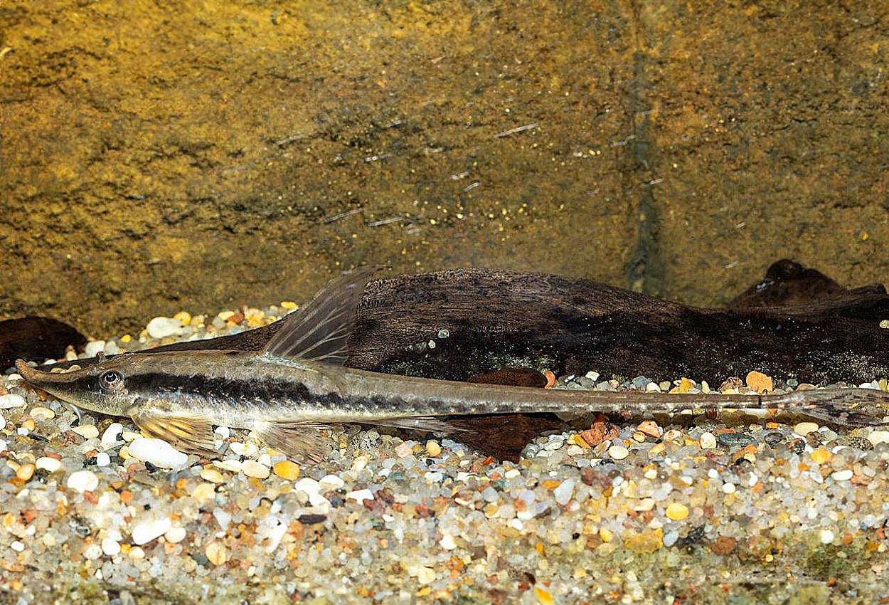 Foto på fisken Sturisoma nigrirostrum