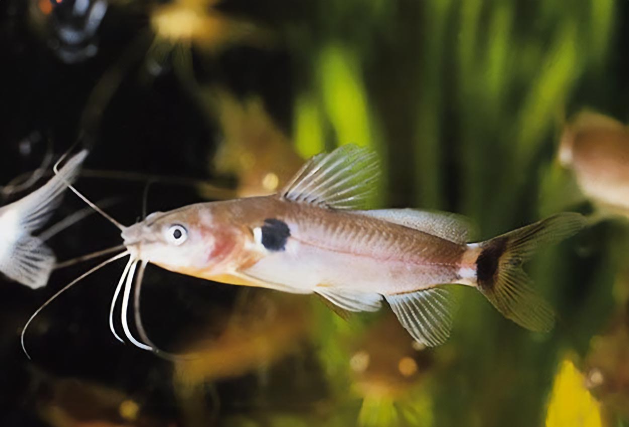 Foto på fisken Mystus micracanthus