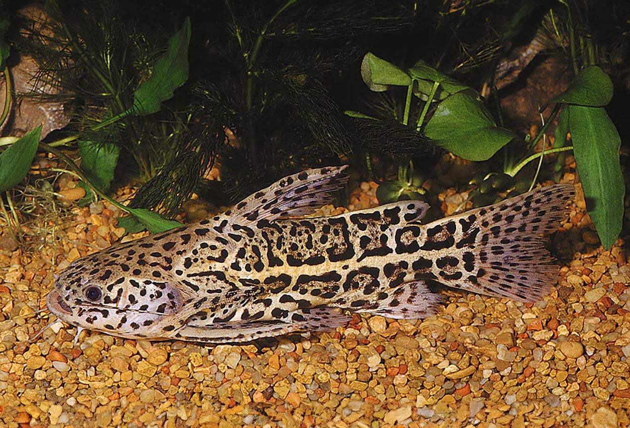 Foto på fisken Liosomadoras oncinus