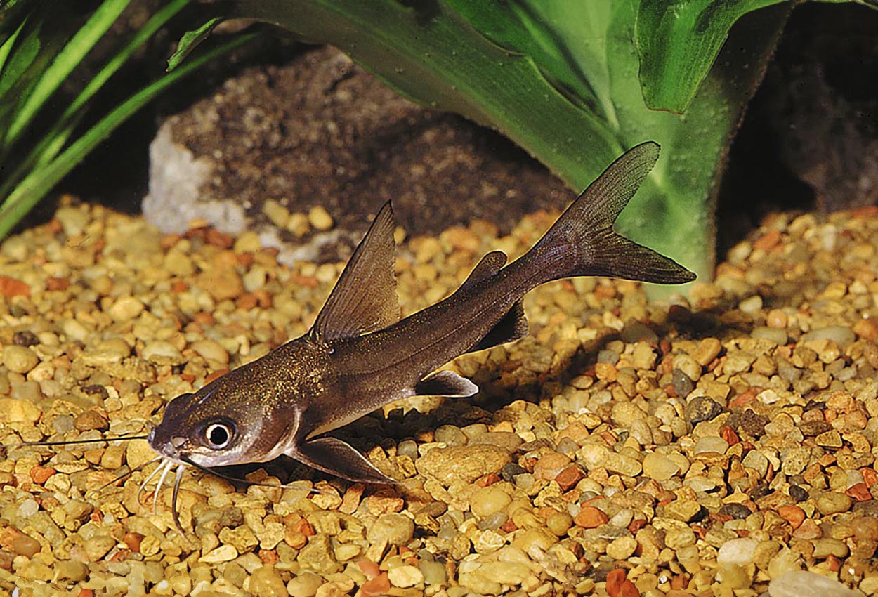 Foto på fisken Ariopsis seemanni