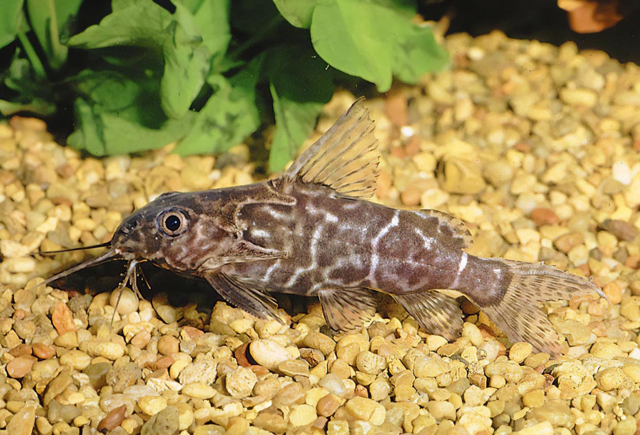 Foto på fisken Synodontis nigriventris