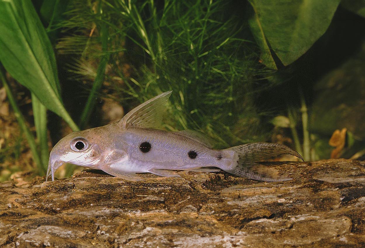 Foto på fisken Synodontis notatus