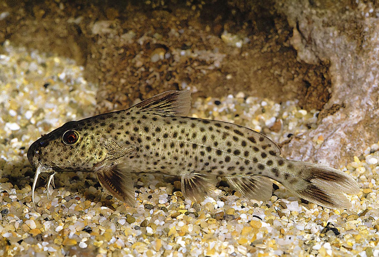 Foto på fisken Synodontis polli