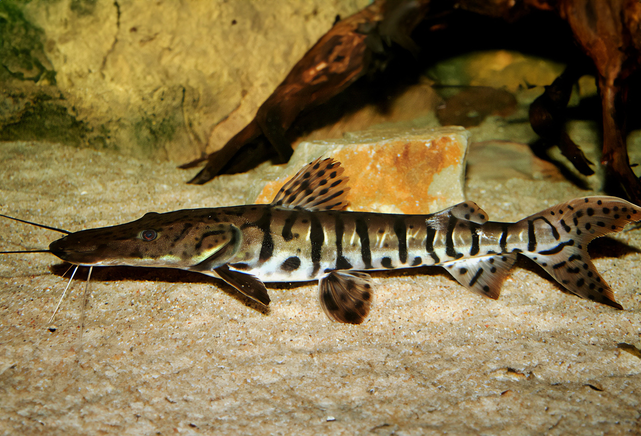 Foto på fisken Pseudoplatystoma fasciatum