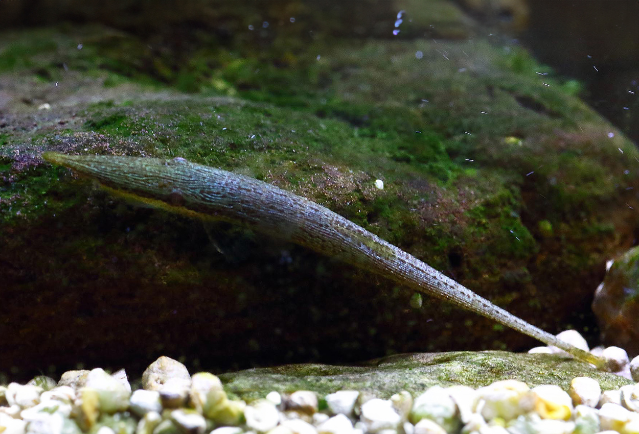 Foto på fisken Acestridium dichromum