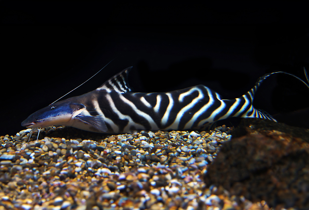 Foto på fisken Brachyplatystoma  tigrinum 