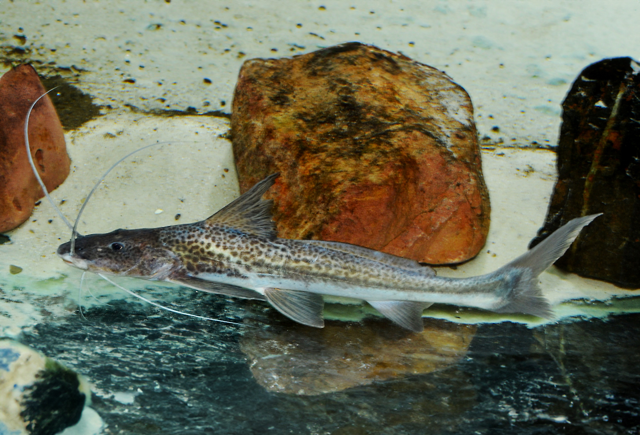Foto på fisken Luciopimelodus pati