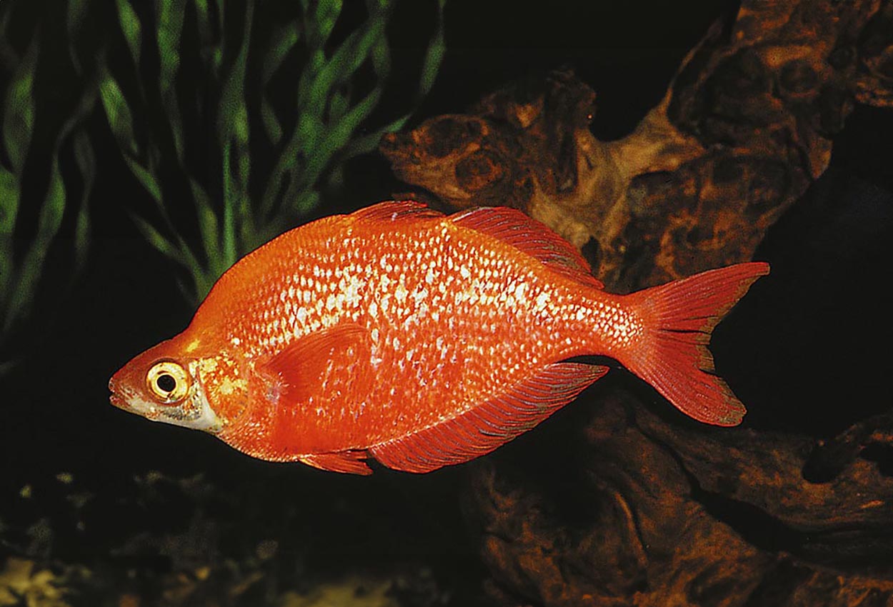 Foto på fisken Glossolepis incisus