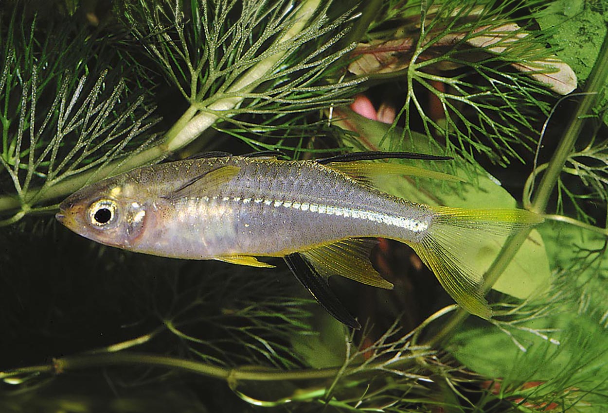 Foto på fisken Marosatherina ladigesi