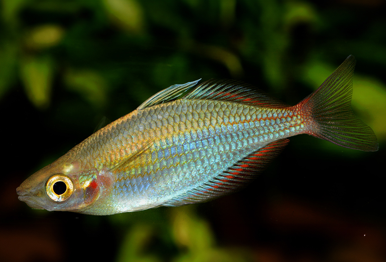 Foto på fisken Melanotaenia senckenbergianus