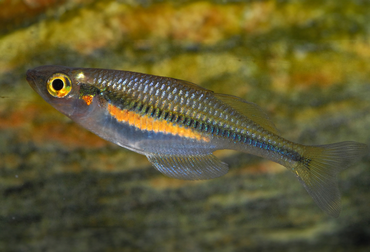 Foto på fisken Melanotaenia fredericki