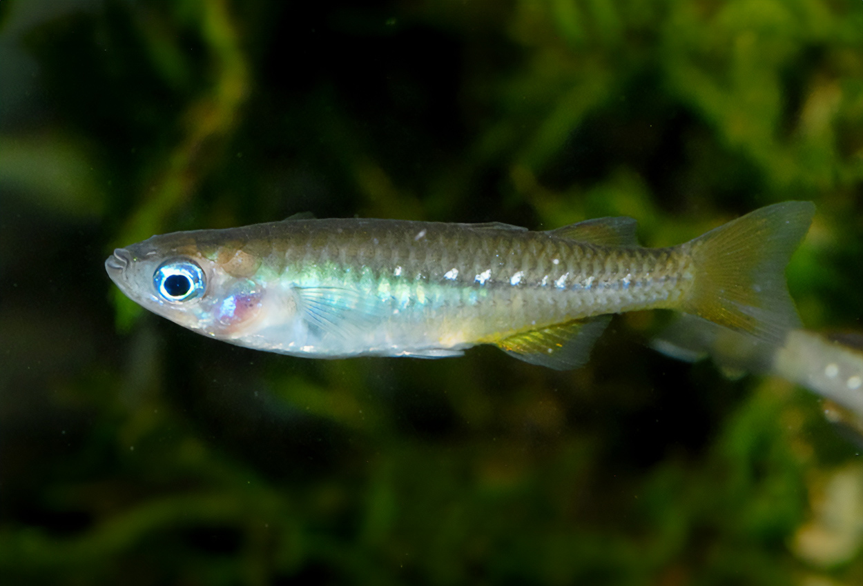 Foto på fisken Pseudomugil tenellus
