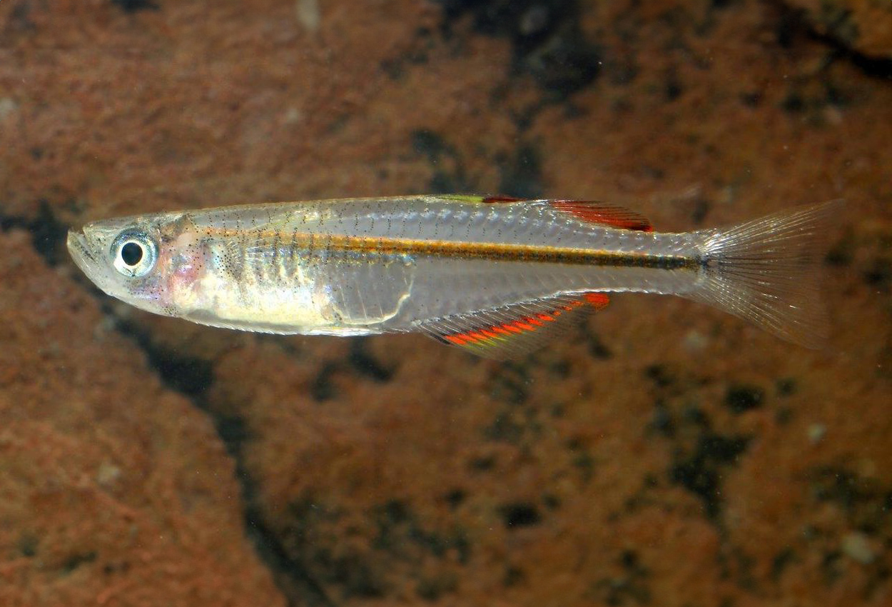 Foto på fisken Pseudomugil pellucidus