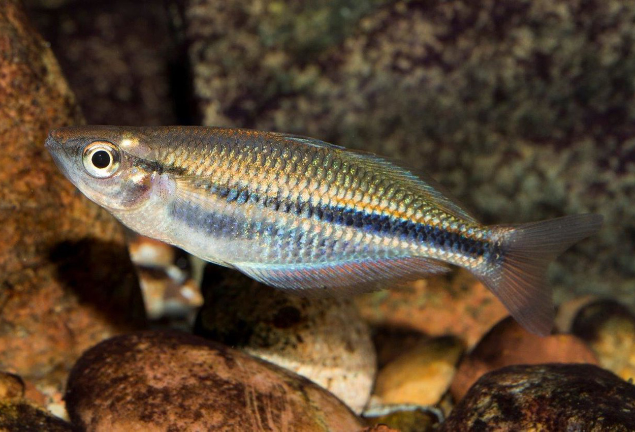 Foto på fisken Melanotaenia dumasi