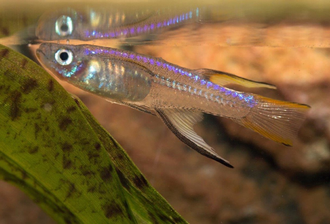 Foto på fisken Pseudomugil cyanodorsalis