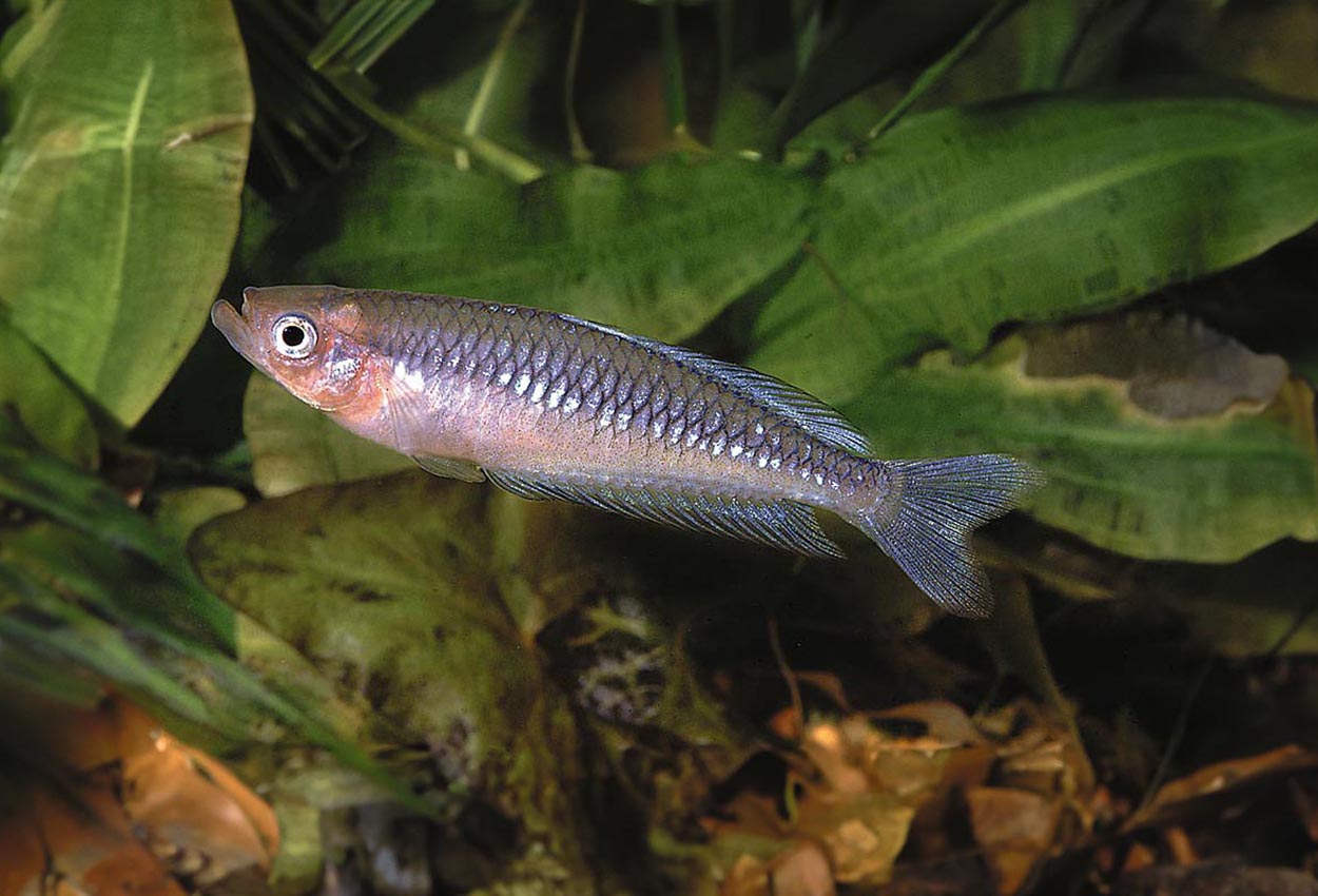 Foto på fisken Rhadinocentrus ornatus